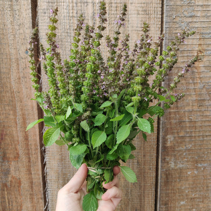 Tulsi (Temperate)