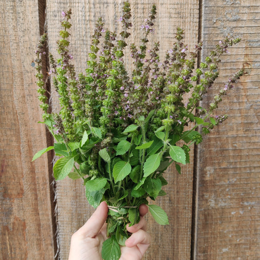 Tulsi (Temperate)