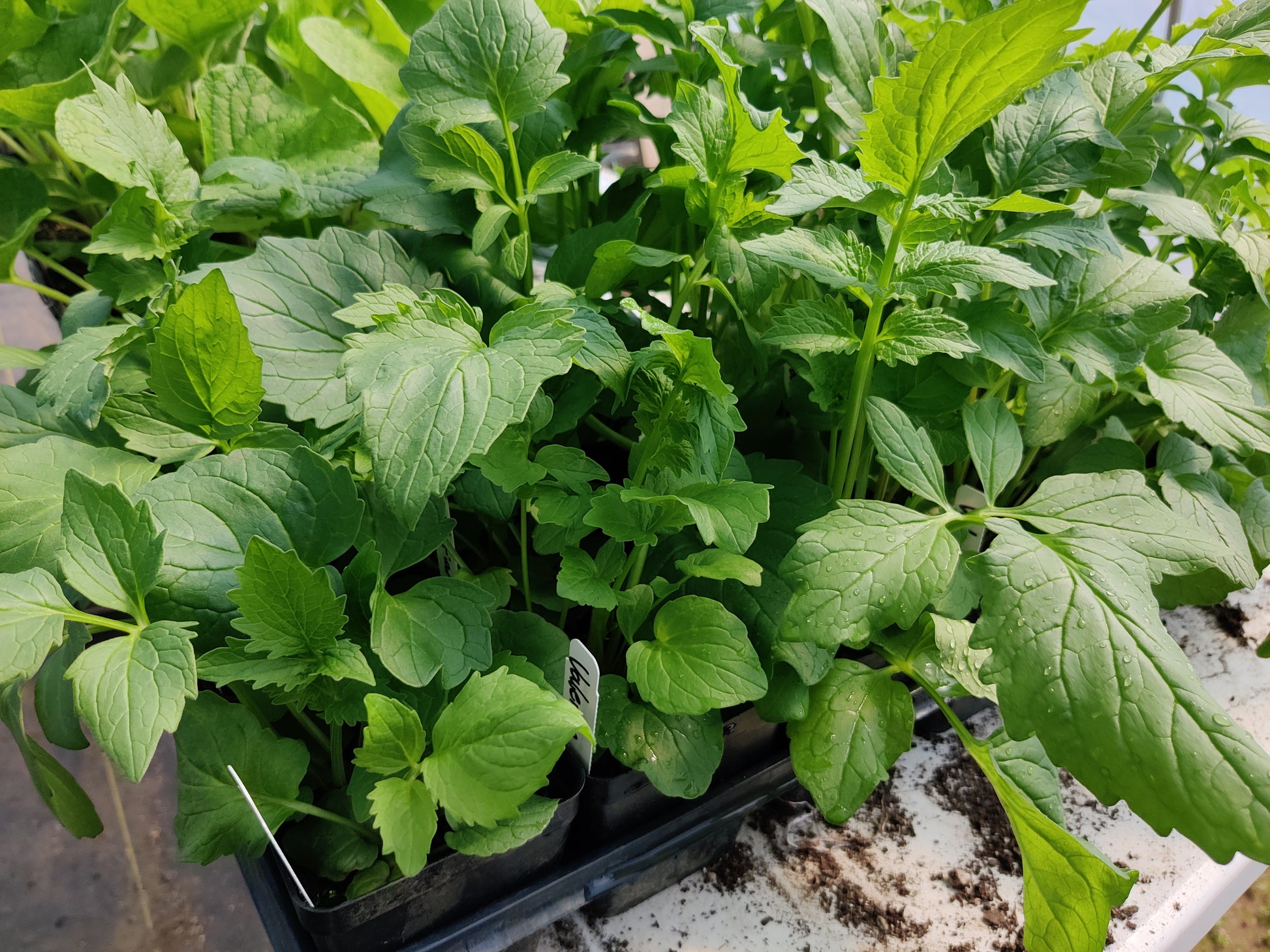 valerian potted plant Valerian – Sawmill Herb Farm
