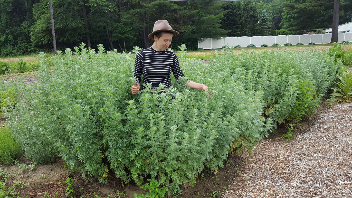Wormwood