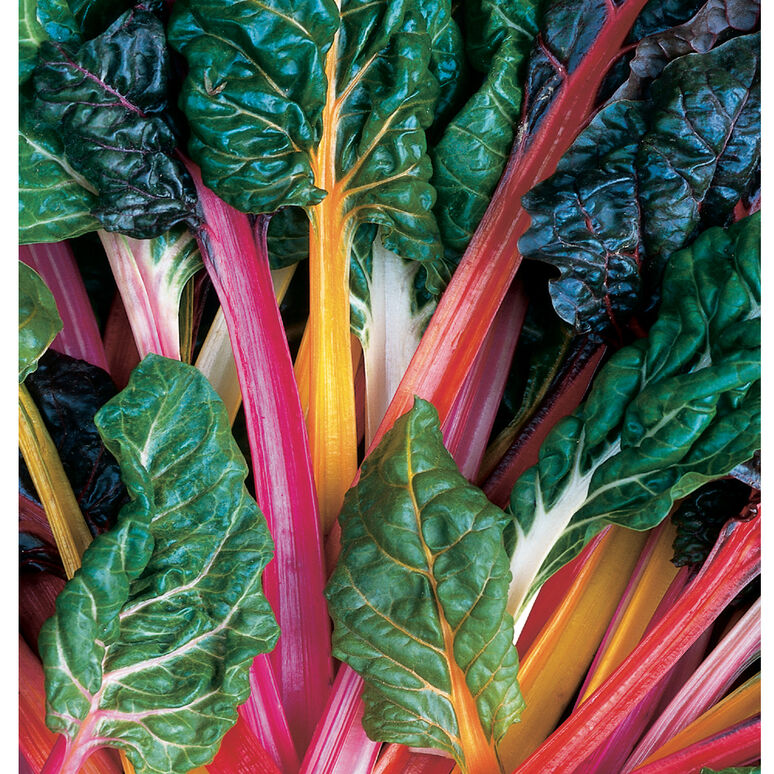 Chard, Rainbow (4-pack)