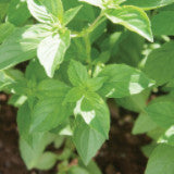 Basil (Lemon)