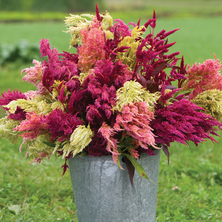 Celosia, Pampas Plume (4-pack)