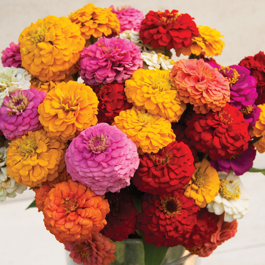 Zinnias (4-pack)