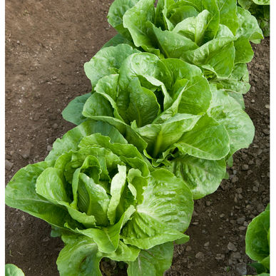 lettuce