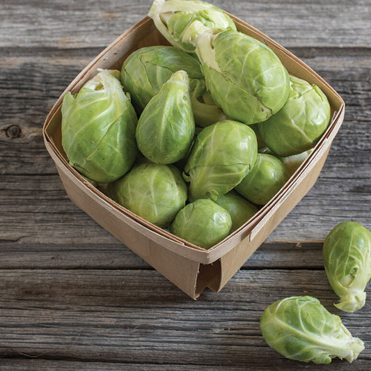 Brussels Sprout (4-pack)