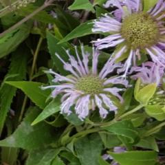 Monarda, Wild Bergamot