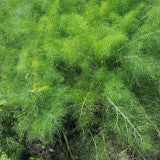 Fennel bulb