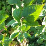 Blackberry leaf