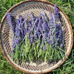 Lavender
