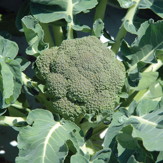 Broccoli (4-pack)