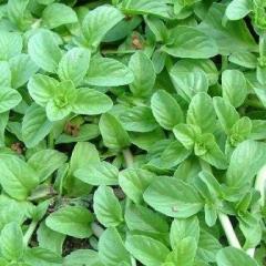 Pennyroyal
