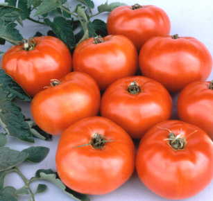 Tomato, Big Beef Red Slicer