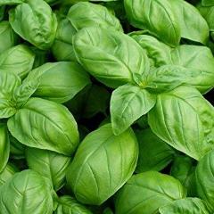 Basil, sweet (4-pack)