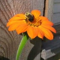 Tithonia flowers (4-pack)