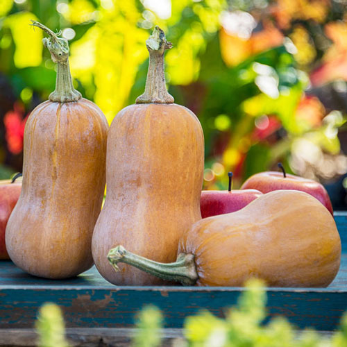 Winter Squash, Honeynut