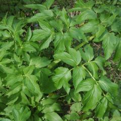 angelica plant