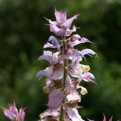 Clary Sage