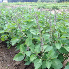 Tulsi, Temperate