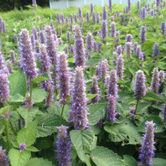 Anise hyssop