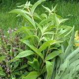 Lemon Verbena