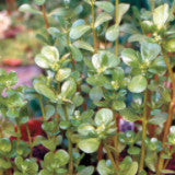 Purslane