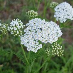 Yarrow