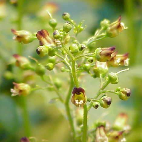 Figwort