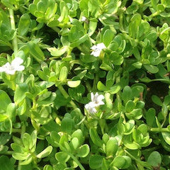 Bacopa