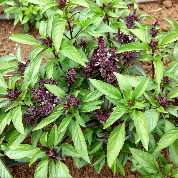 Basil, thai (4-pack)