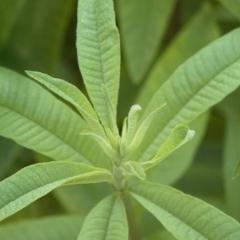Lemon verbena
