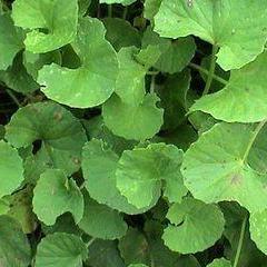 Gotu Kola