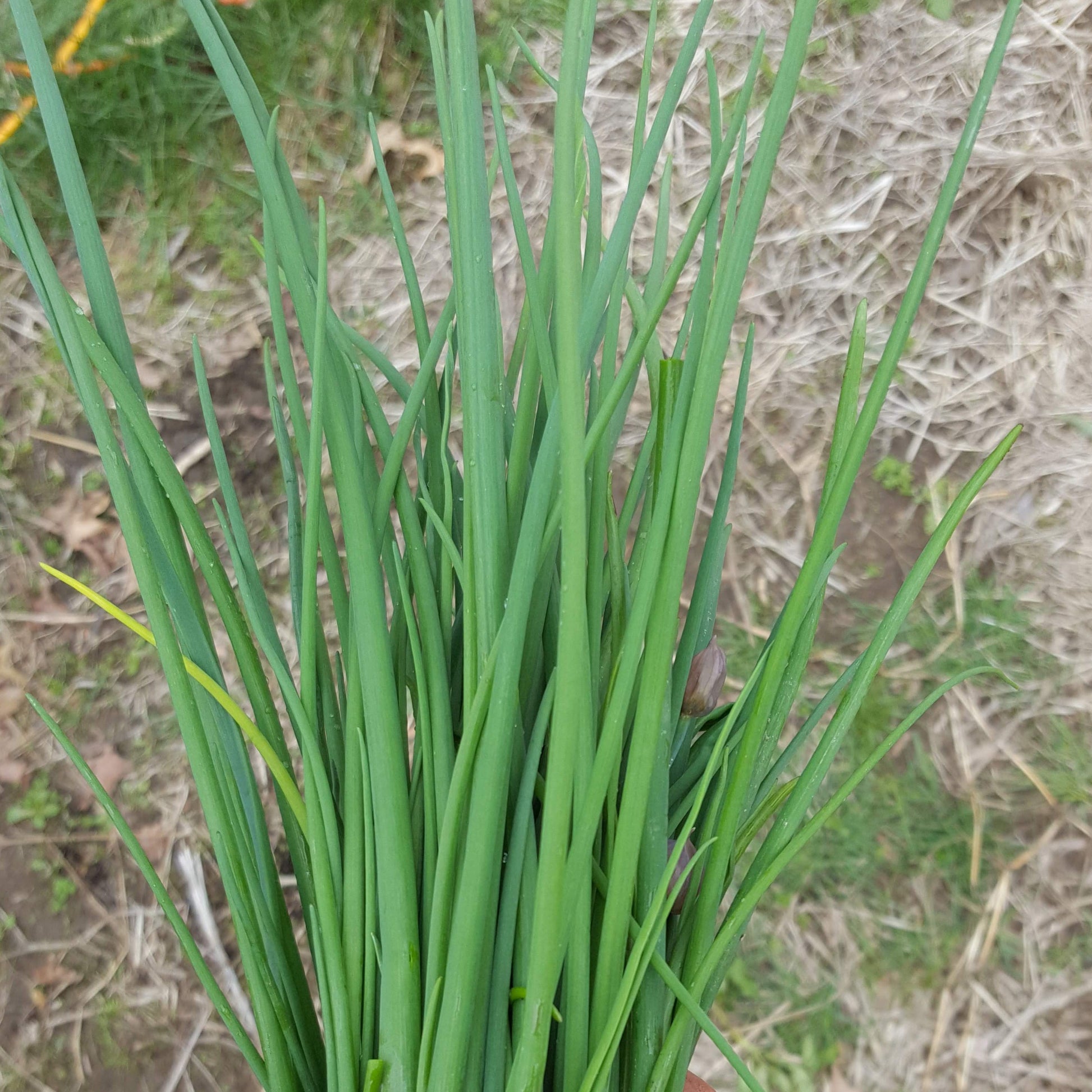 Chives – Sawmill Herb Farm