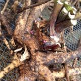 Elecampane root