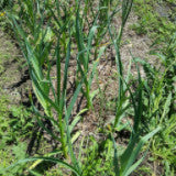 Garlic (4 to 5 heads)
