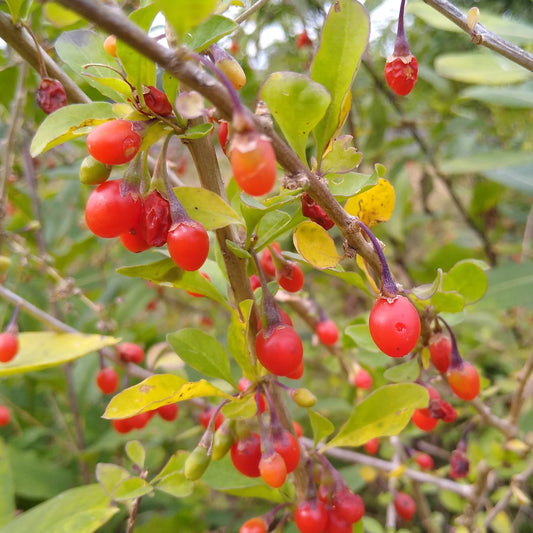 Goji Berry - 1/2 cup