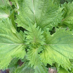 Shiso, green