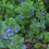 Ground Ivy