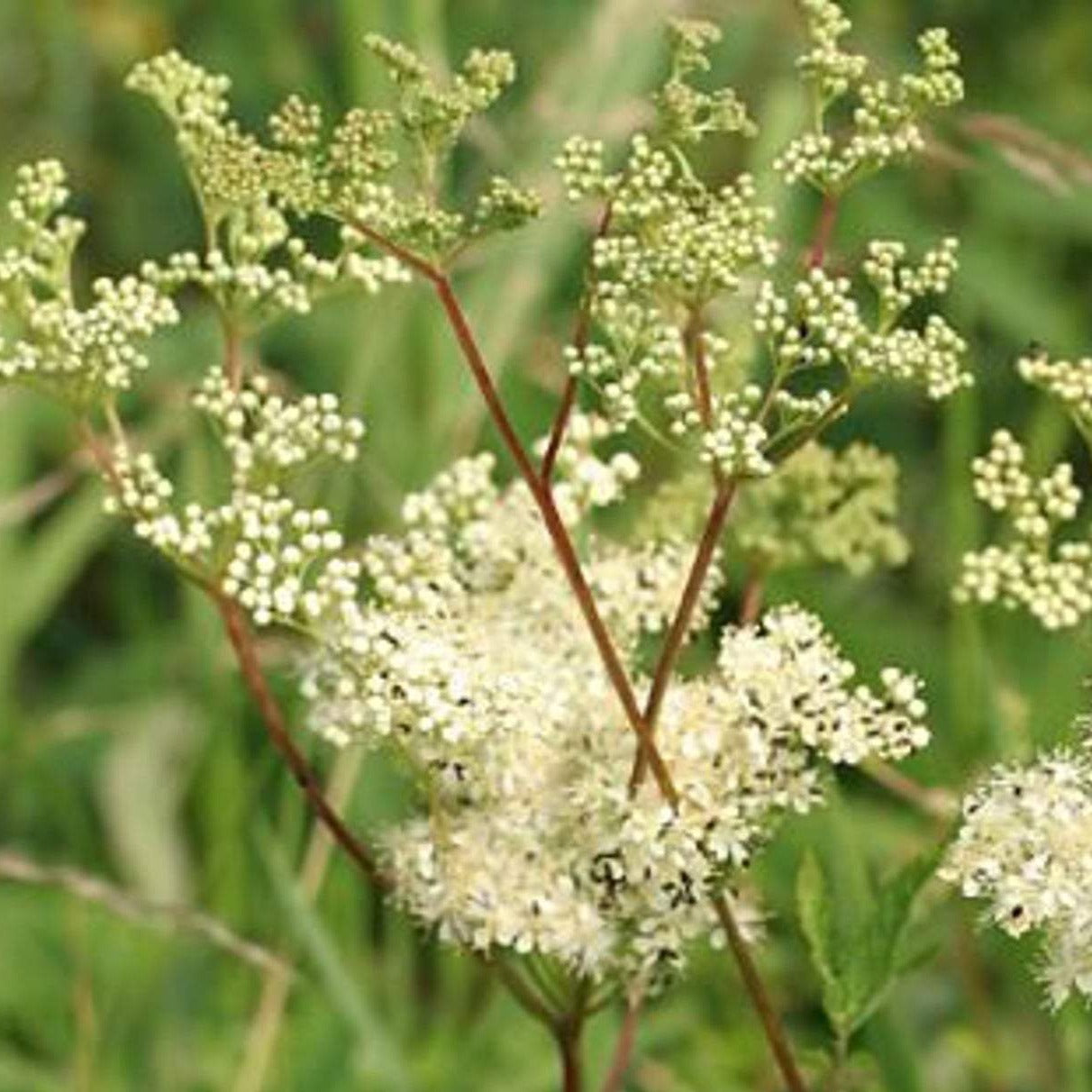 Meadowsweet