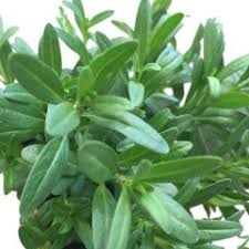 Hyssop