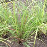 Lemongrass