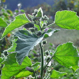 Marshmallow leaf/flower