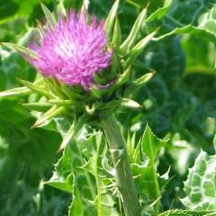 Milk Thistle