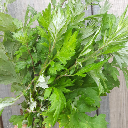 Mugwort