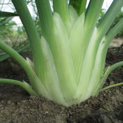 Fennel (4-pack)