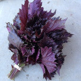 Shiso, red