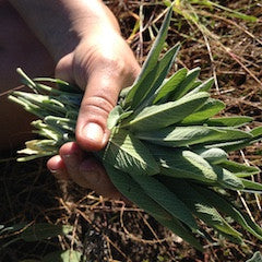 Sage, garden