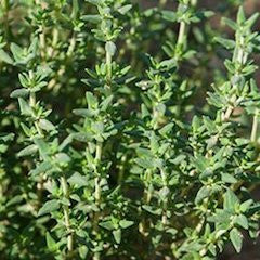 Thyme