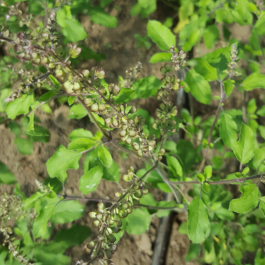 Tulsi, Rama