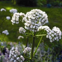 Valerian